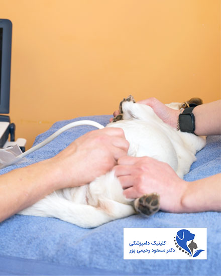سونوگرافی-حیوانات-دامپزشکی-پت