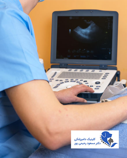 سونوگرافی حیوانات
