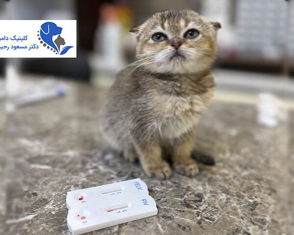 کلینیک دامپزشکی دکتر مسعود رحیمی پور