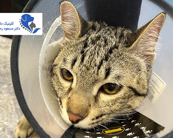 کلینیک دامپزشکی دکتر مسعود رحیمی پور