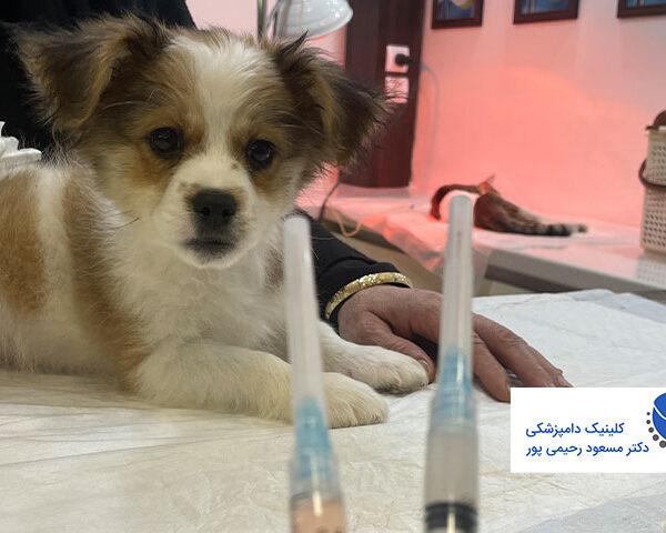 کلینیک دامپزشکی دکتر مسعود رحیمی پور