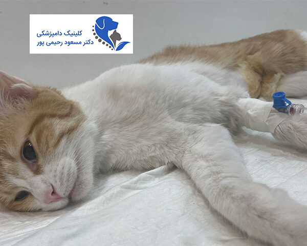 کلینیک دامپزشکی دکتر مسعود رحیمی پور
